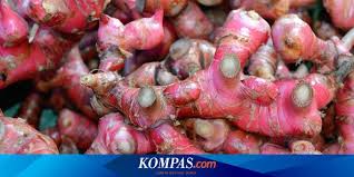 Panaskan susu bersama jahe, cengkih, kayu manis, dan gula aren dengan api kecil hingga mendidih dapatkan resep makanan yang lezat dan sehat download aplikasi android. Bisa Naikkan Libido Ini 5 Manfaat Jahe Merah Untuk Kesehatan Halaman All Kompas Com