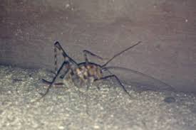 Spider mites are not harmful to humans. Are Camel Crickets Poisonous To Dogs