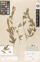 Image result for Eriosema angolense