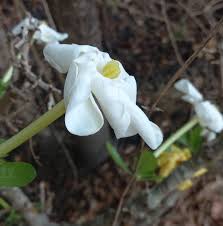 Image result for Dissotis longisepala