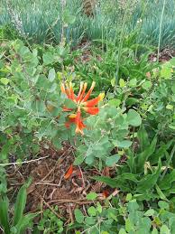 Image result for Erythrina zeyheri