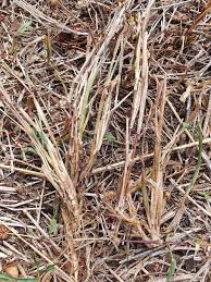 Image result for Digitaria abyssinica