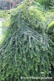 Image result for Phyllanthus parvus