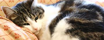 In addition to acetaminophen, naproxen sodium, ibuprofen, heart medications, antidepressants, benzodiazepines, and add/adhd medications can. Arthritis And The Aging Cat Hartz