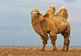 Даю 40 баллов!!!написать сочинение what can we do to reduce the litter?, используя упр. Pin On Camels