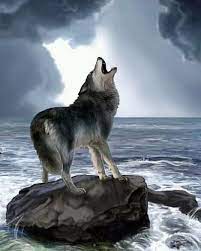 amazing dont forget to like comment and follow us wolves cute el if you a real wolf lover uluyan kurt hayvan vahsi hayvanlar