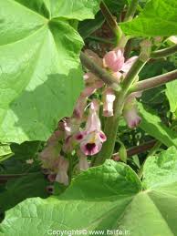 Maybe you would like to learn more about one of these? Cat S Claw Plant Unicorn Plant Devil S Claw Plant Tiger Claw Plant