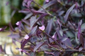 Soil care for growing purple hearts. All About The Purple Heart Plant Southern Living