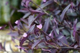 The wisterias look gorgeous growing over arbors. All About The Purple Heart Plant Southern Living