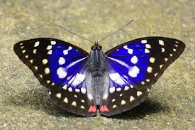 Japanese Emperor Or Great Purple Emperor Sasakia Charonda Butterfly Photos Butterfly Images Beautiful Butterflies
