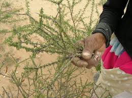Image result for Rhigozum trichotomum