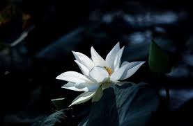 Find the perfect white lotus stock photos and editorial news pictures from getty images. White Lotus Photos Facebook