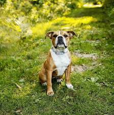 Whatever you need, whatever you want, whatever you desire, we provide. The Victorian Bulldog Solving One Breed S Failing Health Animalso