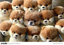 gunun fotografi world cutest dog boo the dog cute animals