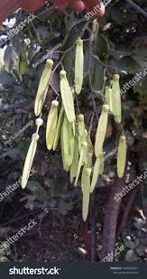 Image result for Ventilago