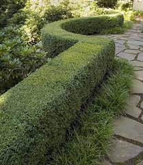 The higher the hedge, the greater the distance between the plants should be. Boxwood A Common And Hearty Evergreen Hedge Plant Boxwood Landscaping Mediterranean Landscape Design Grasses Landscaping