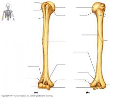If you can ace this general knowledge quiz, you know more t. Humerus Bone Parts Quiz