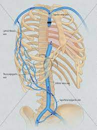 Pin Em Anatomy