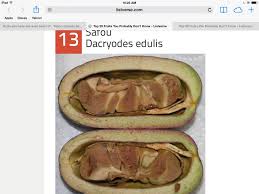 Image result for Faurea discolor