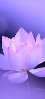 We have a massive amount of hd images that will make your computer or smartphone. Lotus Flower 1242x2688 Wallpaper Teahub Io