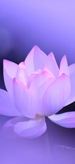 Check spelling or type a new query. Lotus Flower 1242x2688 Wallpaper Teahub Io