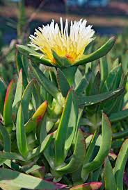 Image result for Carpobrotus