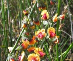 Image result for Tarenna pavettoides