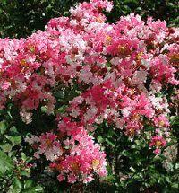 Contact Support Flowering Trees Bushes And Shrubs Dwarf Plants