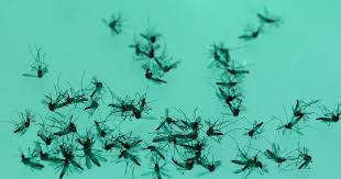 Image result for Dengue