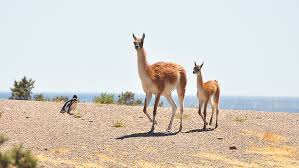 Official tourism account share your photos with us. Access And Benefit Sharing Work In Argentina Yields Potential Coronavirus Weapon Global Environment Facility