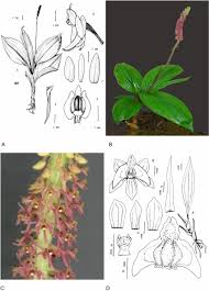 Image result for Bulbophyllum oreonastes