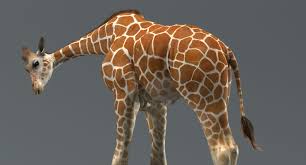 Realistic Giraffe Animations 3d Model Turbosquid 1416621 In 2020 Giraffe Animation 3d Model