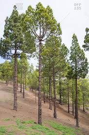Pine needle tea has lots of benefits and it is simple to make. Pine Needles Stock Photos Offset