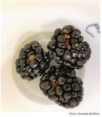 It's a great time of year to make delicious morning smoothies, fresh fruit pies and give your worms a succulent treat! What Is Going On With My Blackberry Fruit Identifying Blackberry Fruit Disorders