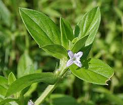 Image result for Spermacoce ruelliae