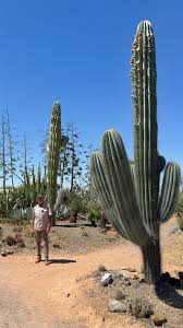 Image result for Neoboutonia