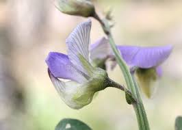 Image result for Crotalaria verrucosa