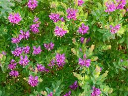Image result for Polygala petitiana