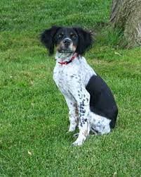 We're not a brittany spaniel rescue. French Brittany Info History Temperament Training Puppy Pictures