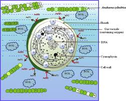 Here are some helpful navigation tips and features. Anabaena Sp Mediated Bio Oxidation Of Arsenite To Arsenate In Synthetic Arsenic Iii Solution Process Optimization By Response Surface Methodology Sciencedirect