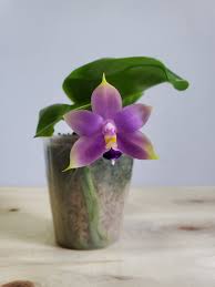 Image result for Indigofera oxalidea