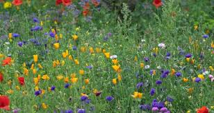 The roots should be dug in early spring or late fall and eaten before the plant sends up its flower or after it has died back. Go Wild In The Garden How To Sow Your Own Wildflower Meadow
