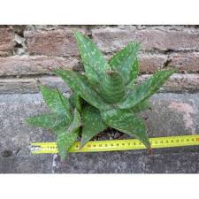 Image result for Emilia caespitosa