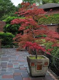 A small container will dwarf the size of the tree from the size the tree would naturally be in the landscape. Japanese Maple 2 Container Garden Design Japanese Garden Container Gardening