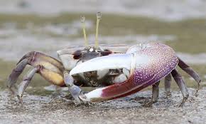 Image result for Crabbea velutina