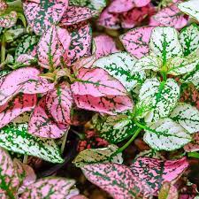 Maybe you would like to learn more about one of these? Tanaman Hias Daun Yang Indah Hypoestes Polka Dot Plant Freckle Face Hypoestes Phyllostachya Planter And Forester