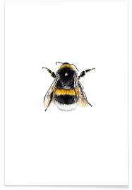They are found primarily in temperate regions of the northern hemisphere, often ranging farther north and higher in altitude than other bees. Bumblebee Poster Juniqe
