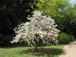 Check spelling or type a new query. Malus Ioensis Plena