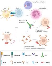 Image result for Q Fever