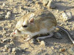 Why Kangaroo Rats Don T Get Dehydrated In The Desert Rockdoveblog